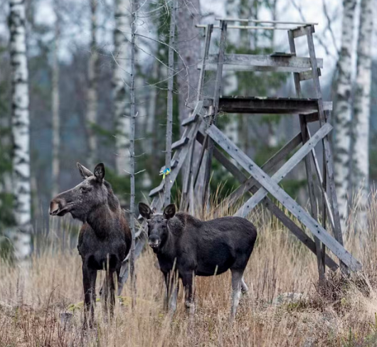image: Älgjakten startar snart